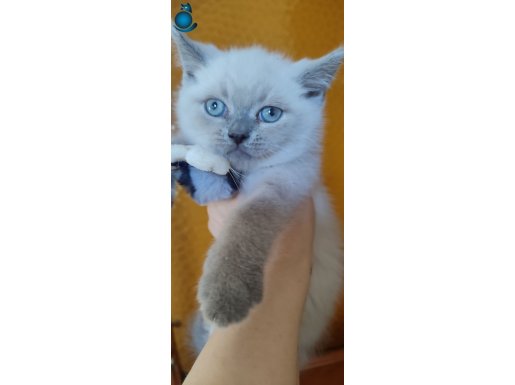 Erkek dişi safkan bebekler