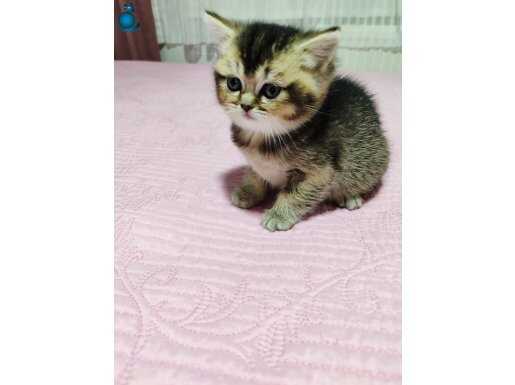 Golden black dişi yavru