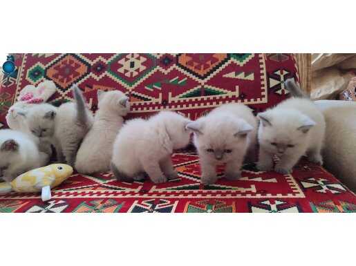 Gri ve bluepoınt bebekler