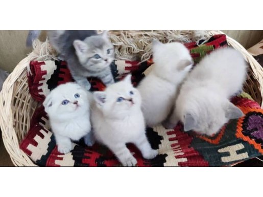 Aşırı Hareketli Dişi Erkek Yavrular