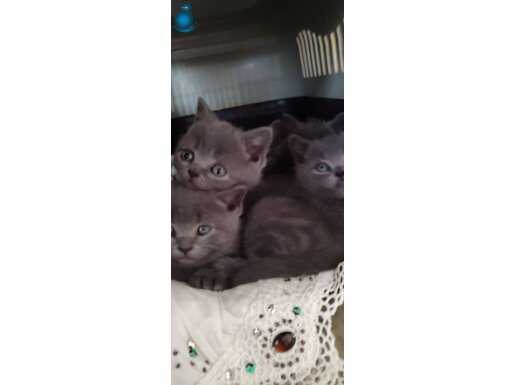 Safkan gri british shorthair yavrular