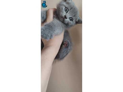 Lilac gri tabby erkek bebekler