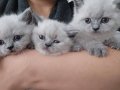 Mavi Gözlü Safkan British Shorthair Yavruları