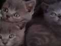 Safkan gri british shorthair yavrular