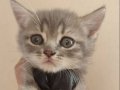 Erkek gri tabby British yavru