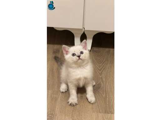 Son kalan Silver British Shorthair NS1133 erkek kardeşler