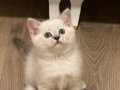 Son kalan Silver British Shorthair NS1133 erkek kardeşler