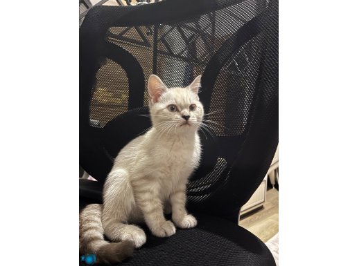 Açıklamayı okuyunuz