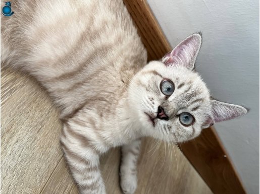 Tüm aşıları yapılmış evde bakılan dünya tatlısı British silv