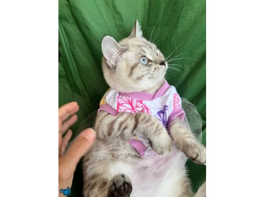 ACİLLL DÜNYALAR TATLISI, TAM BİR SEVGİ YUMAĞI