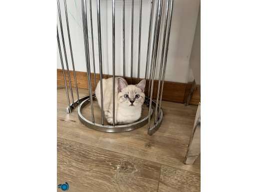 Mavi gözlü dünya tatlı A kalite yavru , açıklamayı okuyunuz 