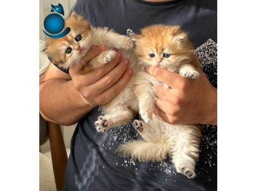 British longhair yavrular safkan british golden ve beyaz 