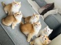 British shorthair golden Ny12 Ny11 ny1233 secereli yavrular