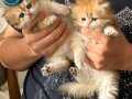 British longhair yavrular safkan british golden ve beyaz 