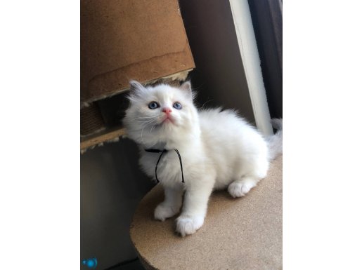 FULL SECERELİ RAGDOLL BİCOLOR YAVRULAR 