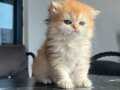 Full şecereli British Longhair golden ny12