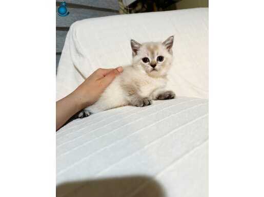 2 aylık british shorthair yavrular