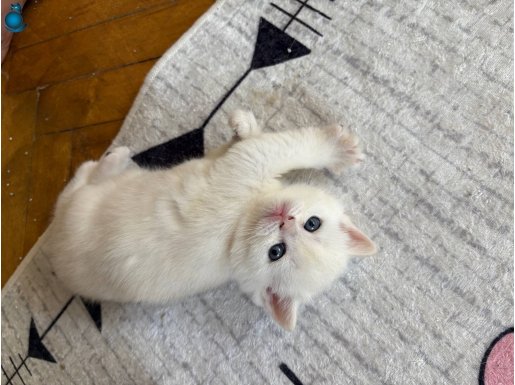 British shorthair golden 