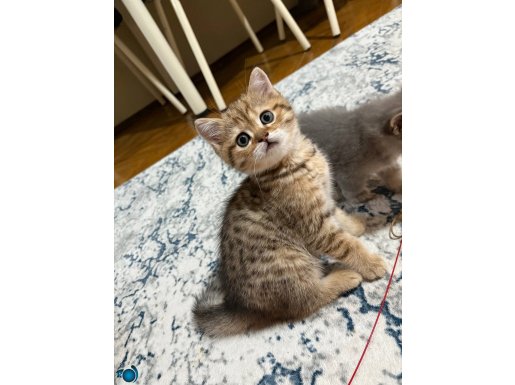 British shorthair 