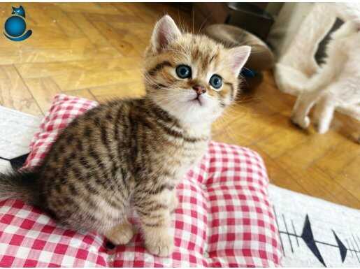 British shorthair 