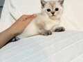 2 aylık british shorthair yavrular