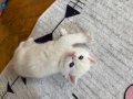 British shorthair golden 
