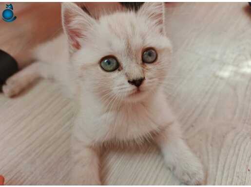 SCOTTISH FOLD BLUE POINT yavrular