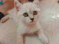SCOTTISH FOLD BLUE POINT yavrular