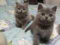 Britich shortheir iki aylık yavru kediler