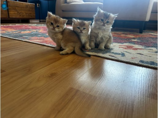 Safkan Çok Güzel Yavrularım