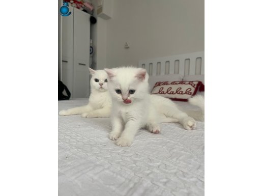 Çok güzel bal gibi yavrularım