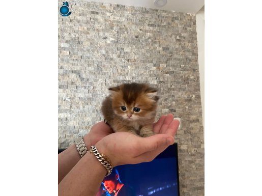 Çok güzel oyuncu yavrularım