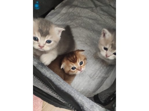 Çok güzel safkan cins yavrula4ım