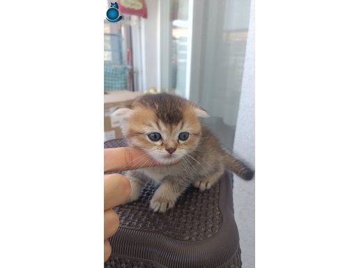 Oyuncu cins scottish fold yavrularım