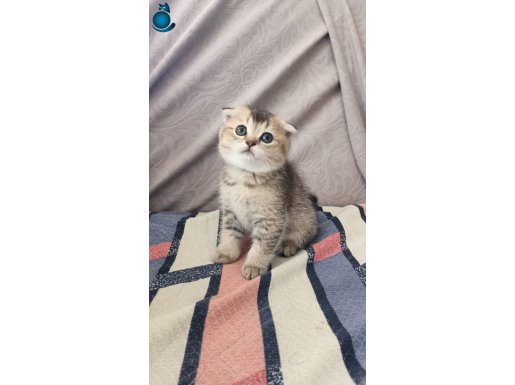 Dünyalar tatlısı eğik kulaklı scottish fold yavrularım
