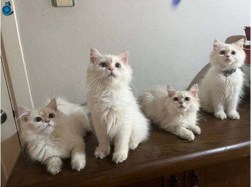 Upuzun tüylü safkan güzel british longhair yavrularım