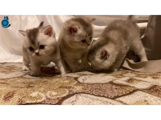 Birbirinden güzel cins yavrularım