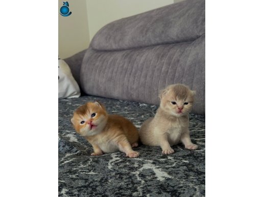 Safkan oyuncu golden ve beyaz yavrularım