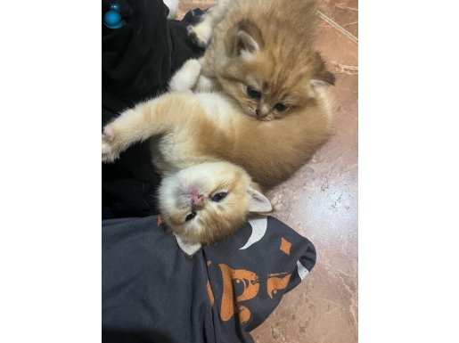 Golden ve beyaz cins tatlı oyuncu yavrularım 