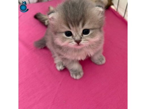 Uzun tüylü yüksek kalite yavrularım