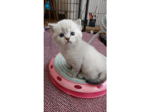 Efsane güzellikte cins oyuncu british yavrularım