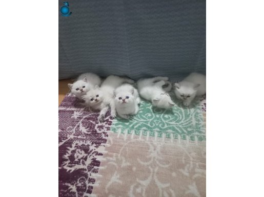 Oyuncu tatlı cins yavrularım