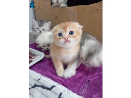 Cins efsane güzel eğik kulaklı scottish fold yavrularım