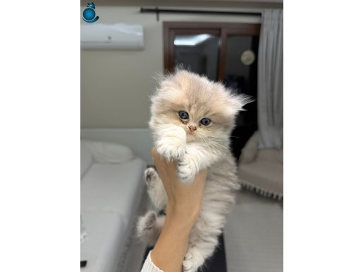 Efsane cins ay12 golden uzun tüylü yavrularım