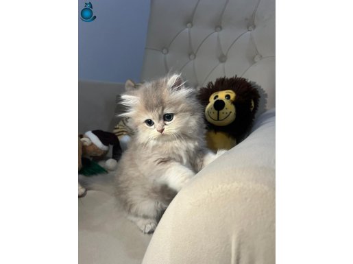 Çok kaliteli bambaşka ay12 dişi yavrum