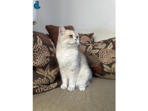 Etkileyici güzellikte dişi ay11 tatlı kedim