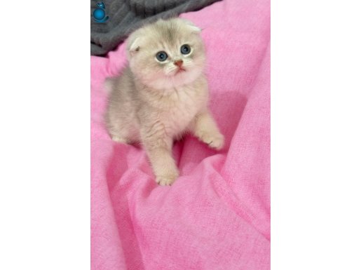 Dillere destan güzellikteki ay12 cins güzel dişi yavrum