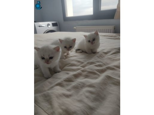 Bembeyaz cins güzel british shorthair yavrularım