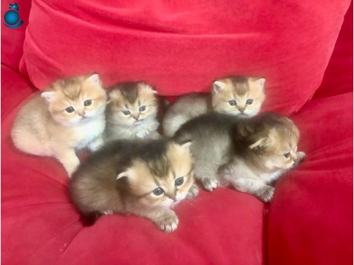 Aslan yeleli golden yavrularım