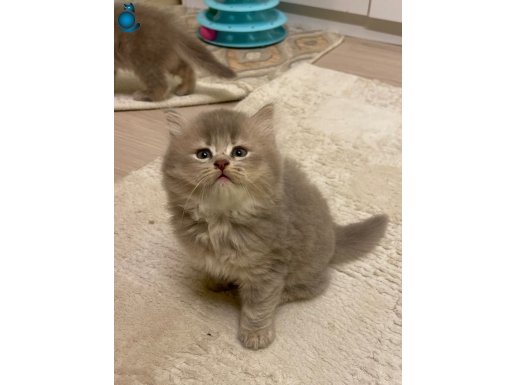 Muhteşem güzellikteki asil uzun tüylü yavrularım